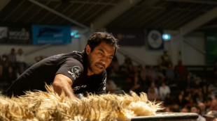 En Nouvelle-Z&eacute;lande, la tonte de moutons est un sport de comp&eacute;tition
