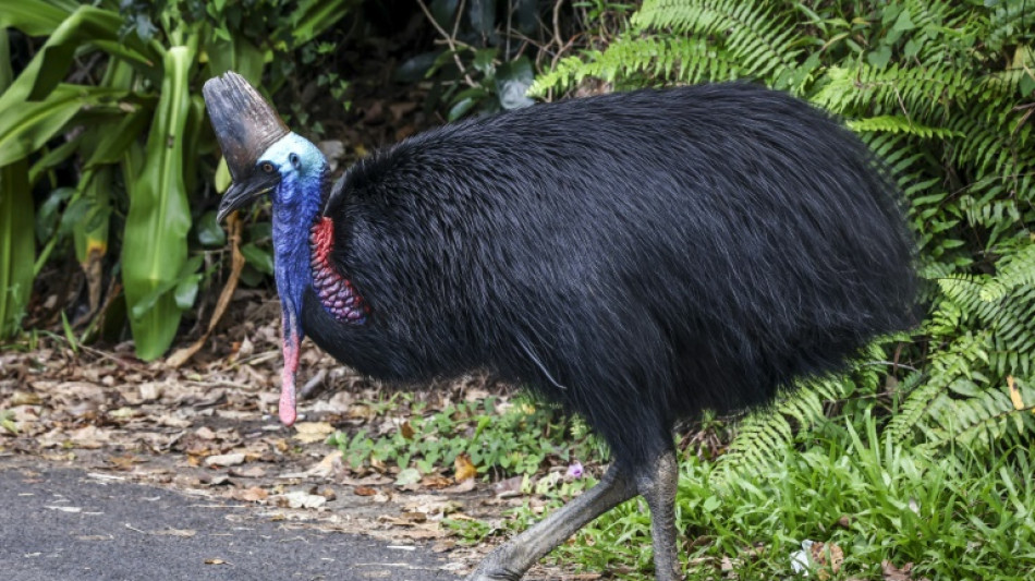 En Australie, un redoutable oiseau "dinosaure" menac&eacute; d'extinction