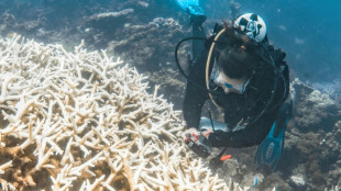 Blanqueo r&eacute;cord de corales en la costa occidental de Australia, seg&uacute;n una ONG