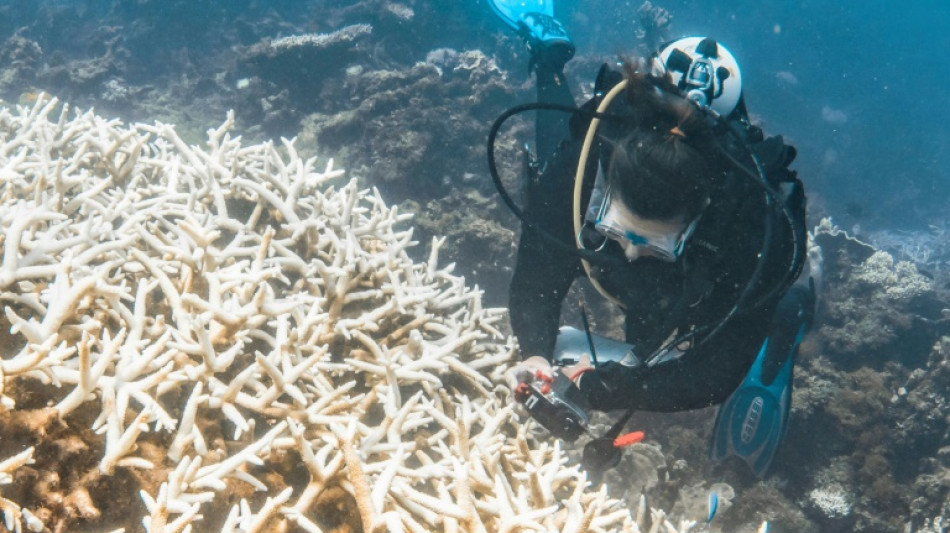 El blanqueamiento de corales bate r&eacute;cord tras r&eacute;cord