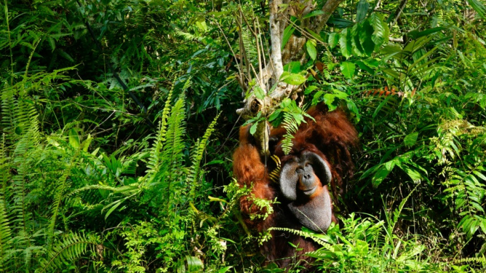 Importaciones europeas de madera impulsan la deforestaci&oacute;n en Borneo, dicen ONG