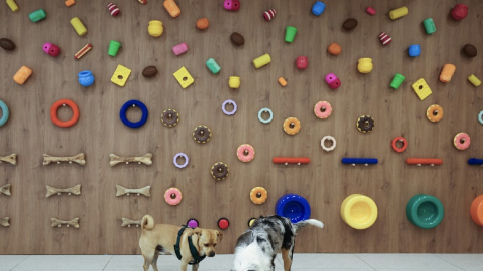 La piscine à balles, "gros succès chez les bulldogs": à Paris, l'émergence de garderies pour chiens 
