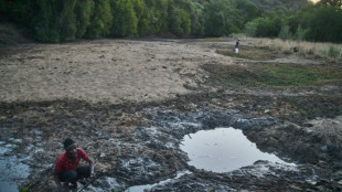 Diecinueve hipop&oacute;tamos mueren en Zimbabue a causa de la sequ&iacute;a