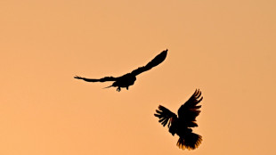 Un pueblo argentino, atormentado por una invasi&oacute;n de loros