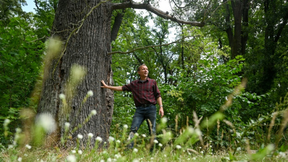 El estado alarmante del parque alem&aacute;n de Sanssouci, por el cambio clim&aacute;tico