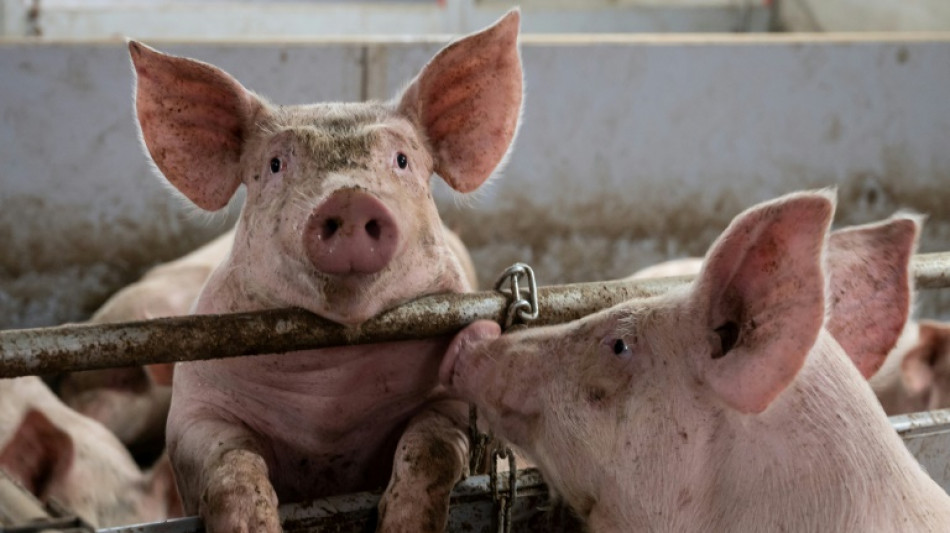 Tier- und Umweltsch&uuml;tzer begr&uuml;&szlig;en &Ouml;zdemirs Initiative f&uuml;r mehr Tierwohl 