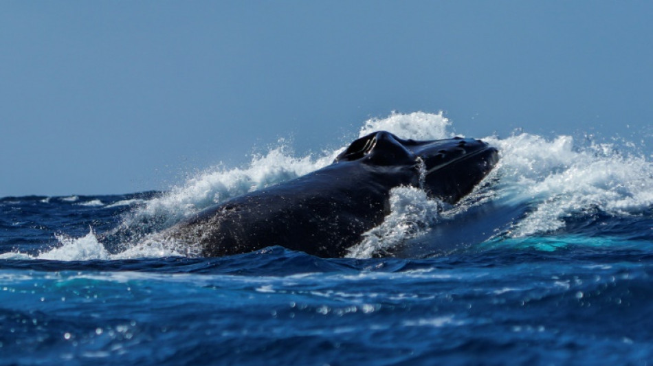Dominicana ampl&iacute;a una zona protegida para la conservaci&oacute;n de las ballenas jorobadas