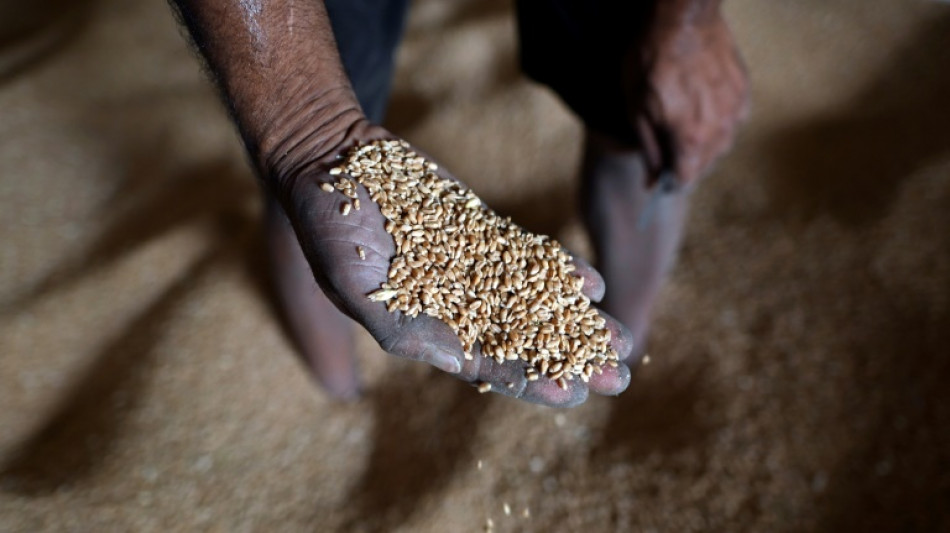 Brot f&uuml;r die Welt fordert "anderes weltweites Ern&auml;hrungssystem" gegen Hungerkrise