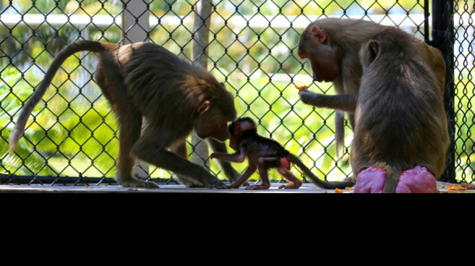 Studie: Wettbewerb um Weibchen senkt Lebenserwartung männlicher Säugetiere