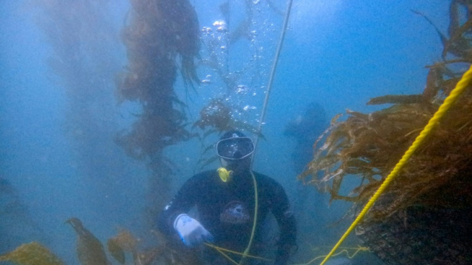 M&eacute;xico protege un bosque submarino amenazado por El Ni&ntilde;o