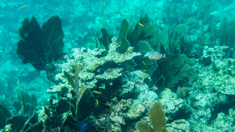 Revers pour les opposants &agrave; l'exploitation mini&egrave;re des fonds marins
