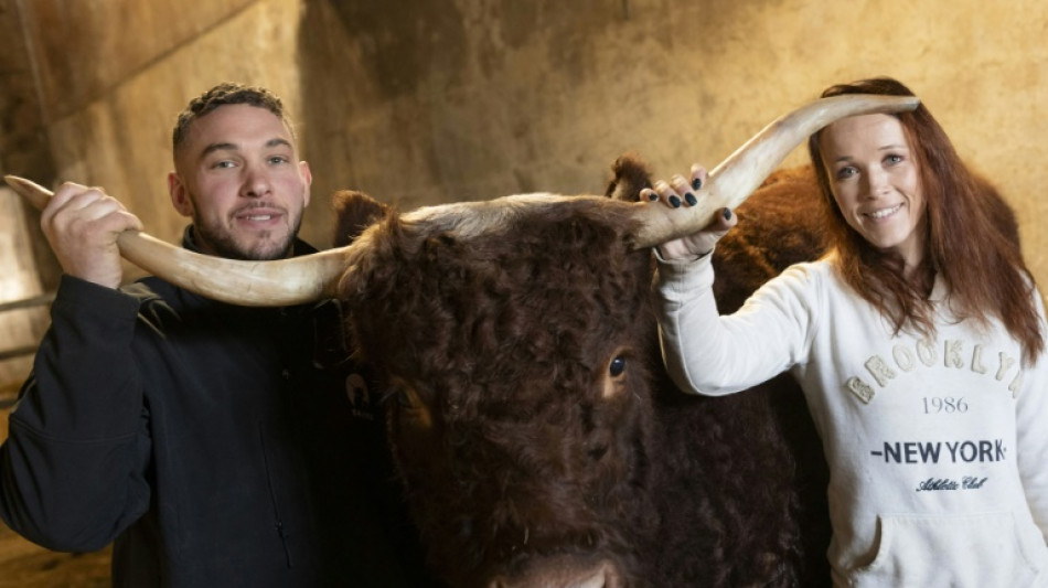 Ovalie, vache &eacute;g&eacute;rie, s'appr&ecirc;te &agrave; jouer les stars au salon de l'Agriculture