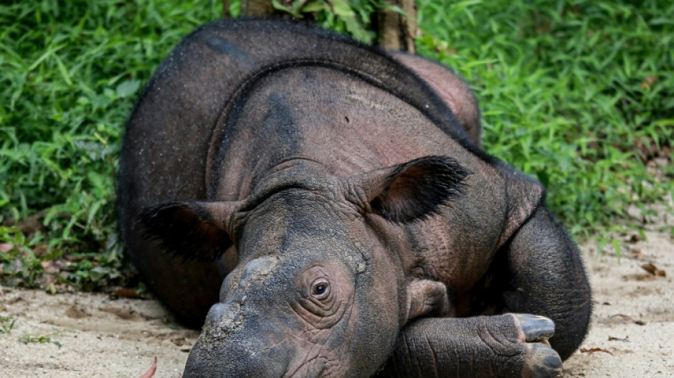 Indon&eacute;sie: l'ins&eacute;mination artificielle pour sauver le rhinoc&eacute;ros de Born&eacute;o