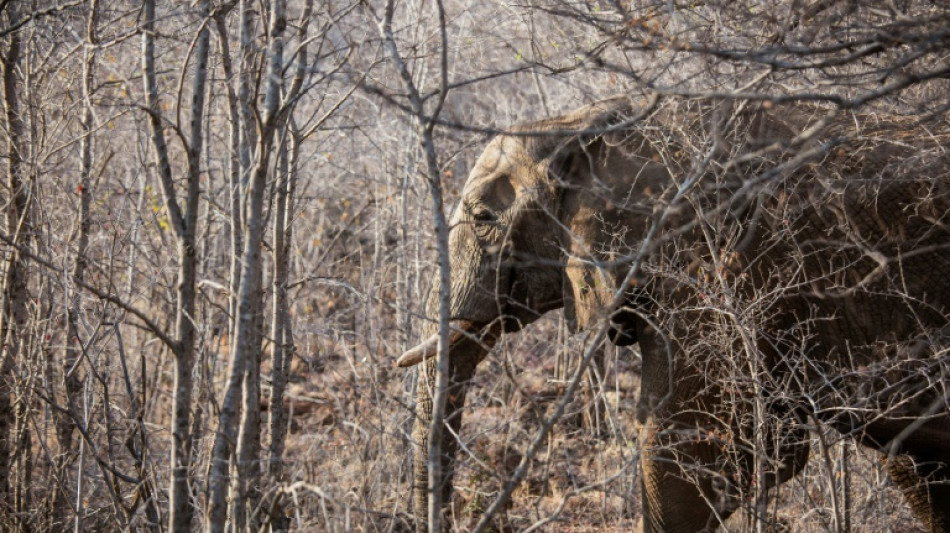 Un turista espa&ntilde;ol muere en Sud&aacute;frica pisoteado por un elefante