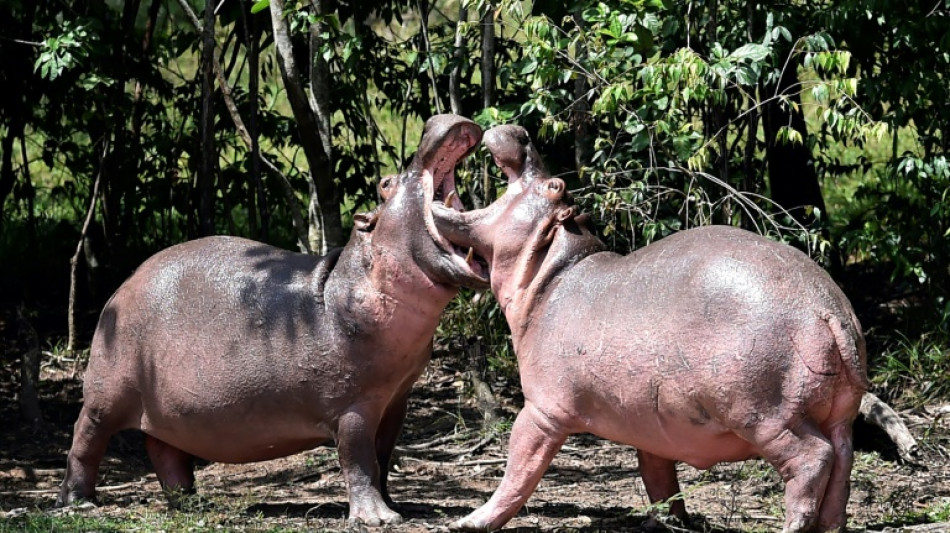 El traslado de hipop&oacute;tamos desde Colombia a M&eacute;xico e India costar&aacute; 3,5 millones de d&oacute;lares