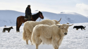 Yak hack: Kyrgyz want the world to love their blonde bovine beauties