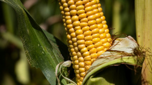 Extremsommer l&auml;sst in Frankreich heftige Ernteeinbu&szlig;en bef&uuml;rchten