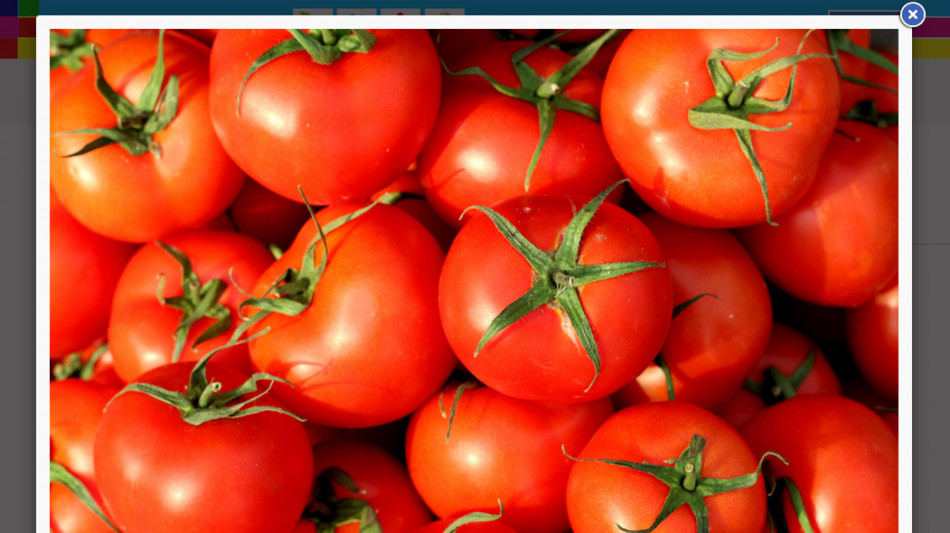 La maturazione dei pomodori &egrave; come l'invecchiamento nell'uomo