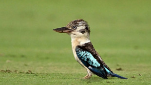 Des scientifiques découvrent un taux important de changement de sexe chez certains oiseaux