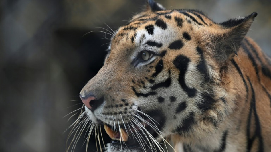 Inde: un tigre, incrimin&eacute; dans la mort de 13 personnes, a &eacute;t&eacute; captur&eacute;