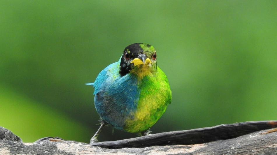 Moiti&eacute; femelle, moiti&eacute; m&acirc;le, un rare oiseau observ&eacute; en Colombie