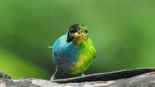 Moiti&eacute; femelle, moiti&eacute; m&acirc;le, un rare oiseau observ&eacute; en Colombie