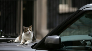 Quatre choses &agrave; savoir sur Larry le chat, qui f&ecirc;te ses 15 ans &agrave; Downing Street