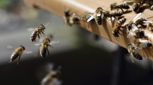 Les abeilles urbaines nous d&eacute;voilent une vie invisible cruciale pour notre sant&eacute;