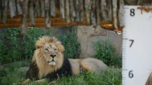 Löwe Kumar in Zoo von Frankfurt am Main eingeschläfert