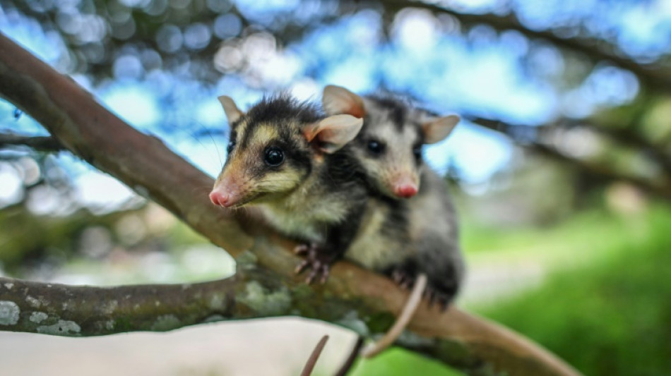 Detenido un contrabandista indio con casi 100 zarig&uuml;eyas, lagartijas y tar&aacute;ntulas