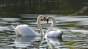 Einsatzkräfte retten in Nordrhein-Westfalen sieben Schwäne von Bahngleisen