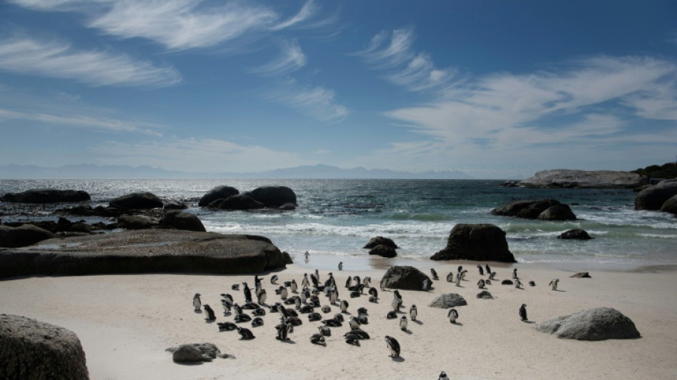 Study says African penguins starved en masse off South Africa
