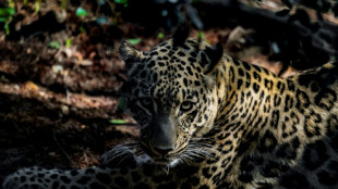 Avistan un leopardo persa, en peligro de extinci&oacute;n, en Kazajist&aacute;n