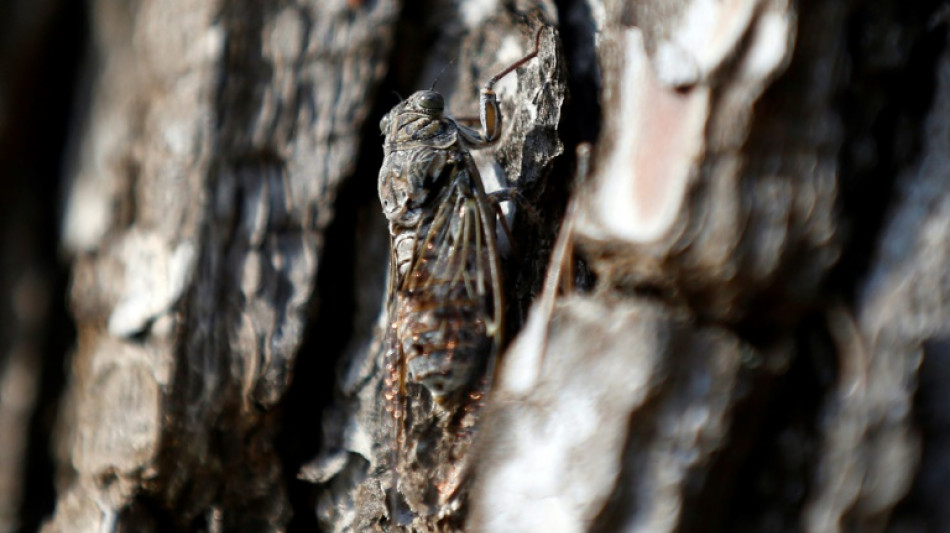 Musical cicadas brought back to UK from France