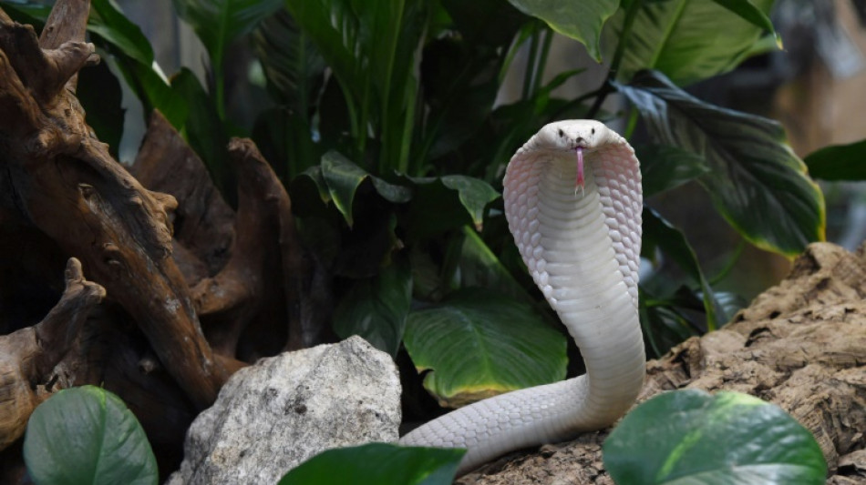 Zoll findet f&uuml;nf giftige Kobras in Auto nahe Regensburg