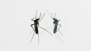 Chikungunya: Stiko empfiehlt erstmals Reiseimpfung f&uuml;r bestimmte Gruppen