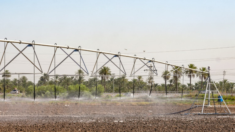 Farmers innovate to save Iraq's rice production&nbsp; &nbsp;