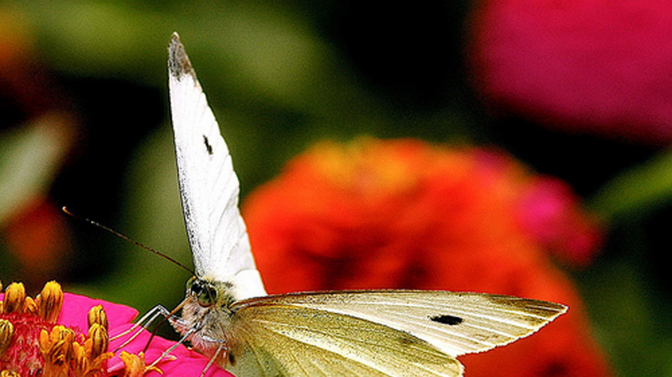 Le farfalle usano illusioni ottiche per confondere i predatori