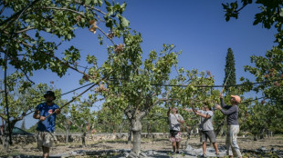 Gr&egrave;ce: Sur l'&icirc;le d'Egine, la culture de la pistache &agrave; l'agonie
