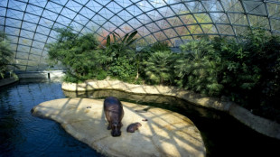 Unheilbar krankes Flusspferd Nicole in Berliner Zoo eingeschl&auml;fert