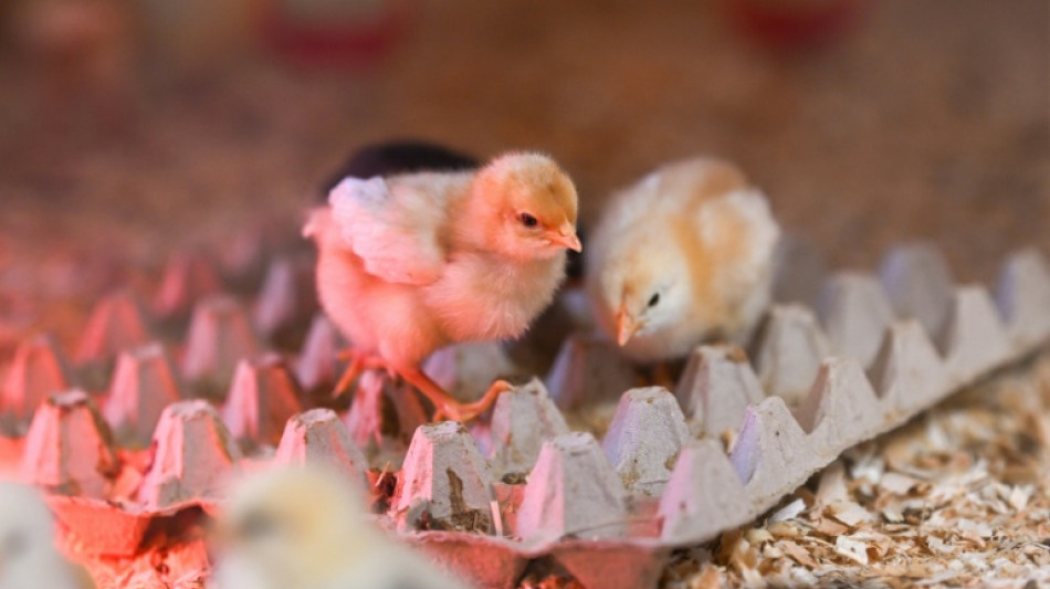 Vier Eier mehr pro Jahr: Pro-Kopf-Verbrauch steigt weiter