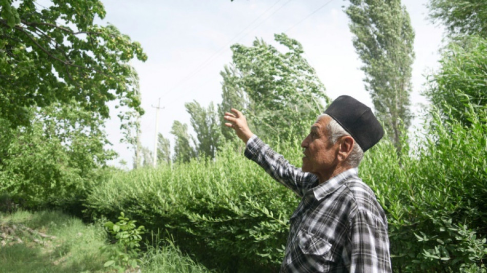 Au Tadjikistan, la capitale centrasiatique de l'abricot face à la crise climatique
