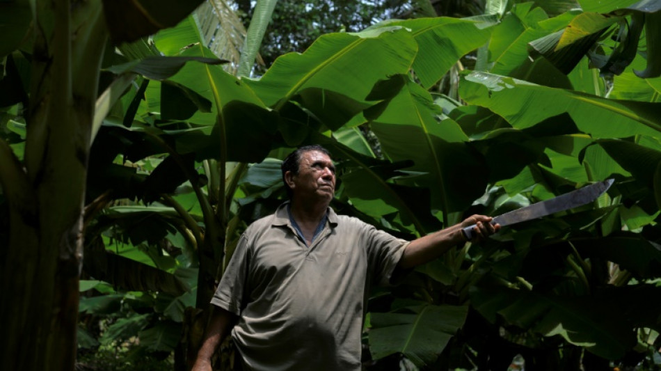 Maladies, st&eacute;rilit&eacute;, impunit&eacute;: le legs d'un pesticide au Nicaragua