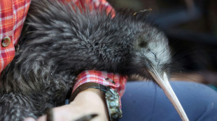 Il faut sauver le kiwi: la Nouvelle-Z&eacute;lande se mobilise pour son oiseau embl&eacute;matique