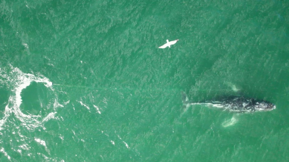 Tangled humpback whale sparks rescue mission off Australia