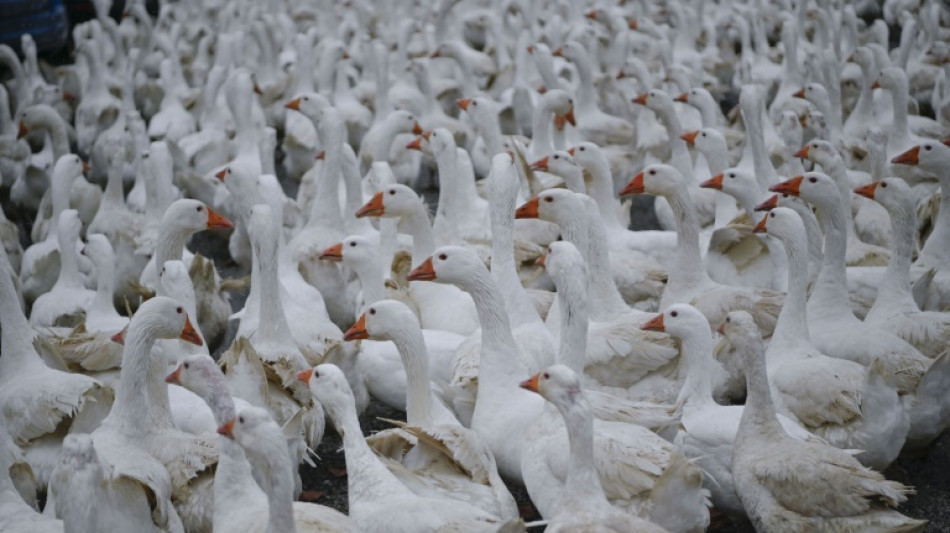 Immer weniger G&auml;nsebraten: Erzeugung und Importe deutlich gesunken