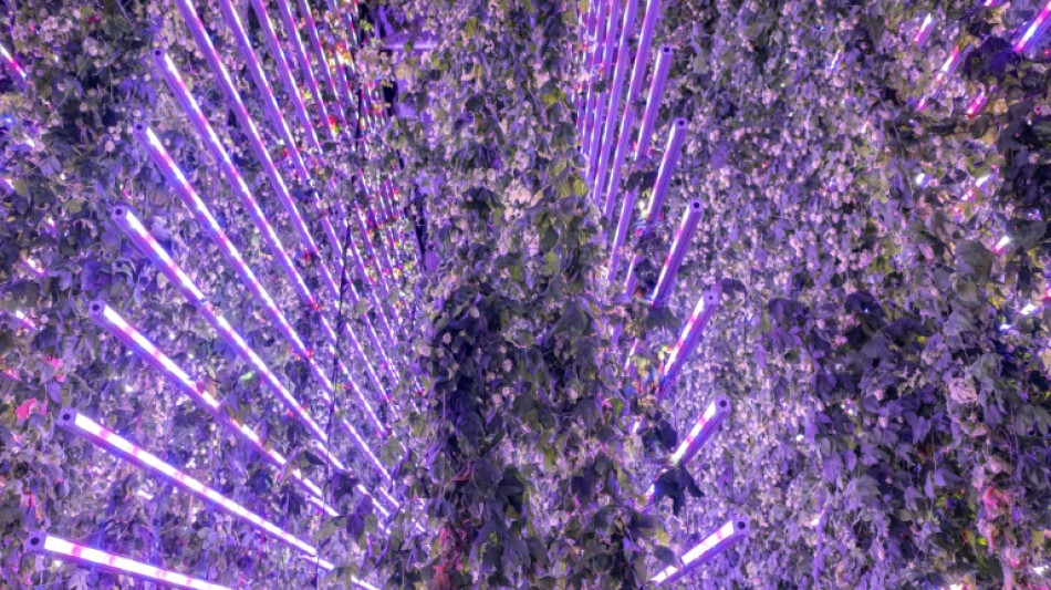 En Espagne, du houblon high-tech pour pr&eacute;server la bi&egrave;re du changement climatique