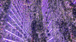 En Espagne, du houblon high-tech pour pr&eacute;server la bi&egrave;re du changement climatique