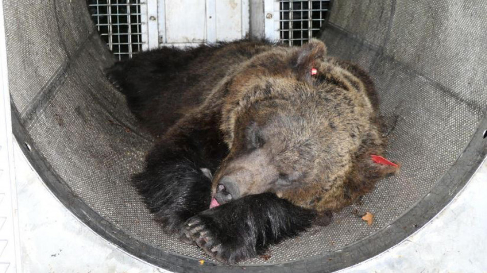 Trasferita in Germania l'orsa JJ4, uccise Andrea Papi