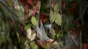 Les nouveaux contr&ocirc;les post-Brexit, &eacute;pine pour les horticulteurs britanniques